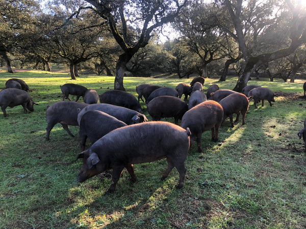 Jamón ibérico de doble montanera ¿Es mejor?