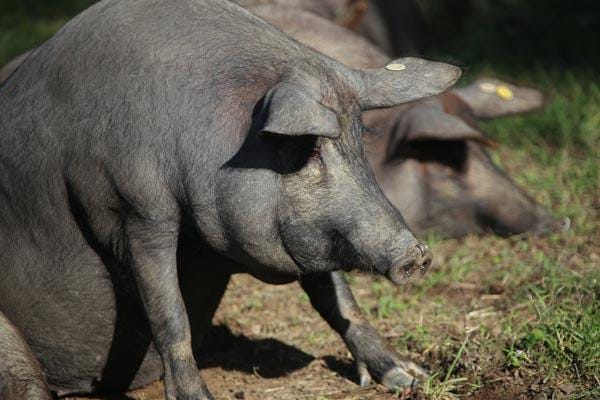 Denominación Don Ibérico